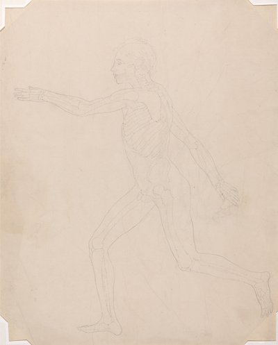 Esposizione anatomica comparativa della struttura del corpo umano con quella di una tigre e un co... da George Stubbs